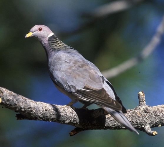 Adult band-tailed pigeon showing the characteristic white crescent and iridescent greenish-bronze patch of feathers on the hindneck. Photo by Gary Kramer, 2008.