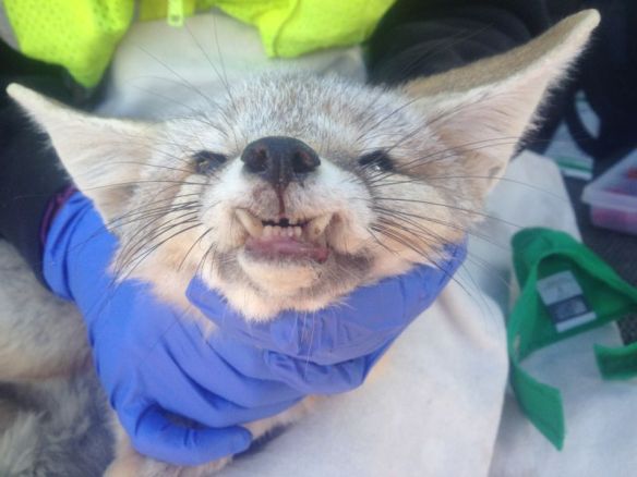 A healed and healthy desert kit fox was recaptured a year after he was found with a broken jaw. While his lower canines protrude a bit, he was in good weight and body condition. Photo courtesy of Deana Clifford.