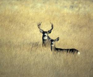 Many species of wildlife, such as mule deer, are capable of bouncing back after drought once favorable conditions return. Photo credit: T.A. Blake, USFWS