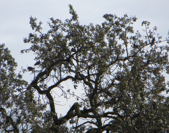 Flock of band-tailed pigeons in oak tree in Santa Clara County. Photo by Krysta Rogers, 2014.