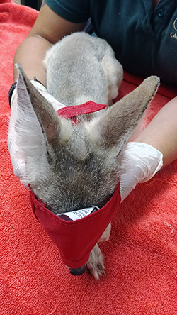 Male San Joaquin kit fox after treatment for  sarcoptic mange.