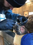 December 2017: Treated two black bears burned during the Thomas wildfire in Southern CA at the WIL