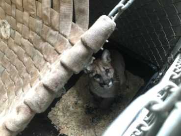 January 2018: Treated orphaned mountain lion cub burned during the Thomas wildfire in Southern CA at the WIL