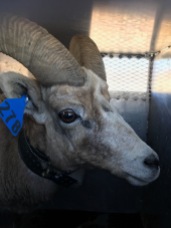 March 2018: Translocated Sierra Nevada bighorn sheep in the Eastern Sierra Nevada Mountains