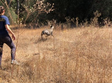 California Department of Fish and Wildlife personnel releasing the buck at Lake Natoma.